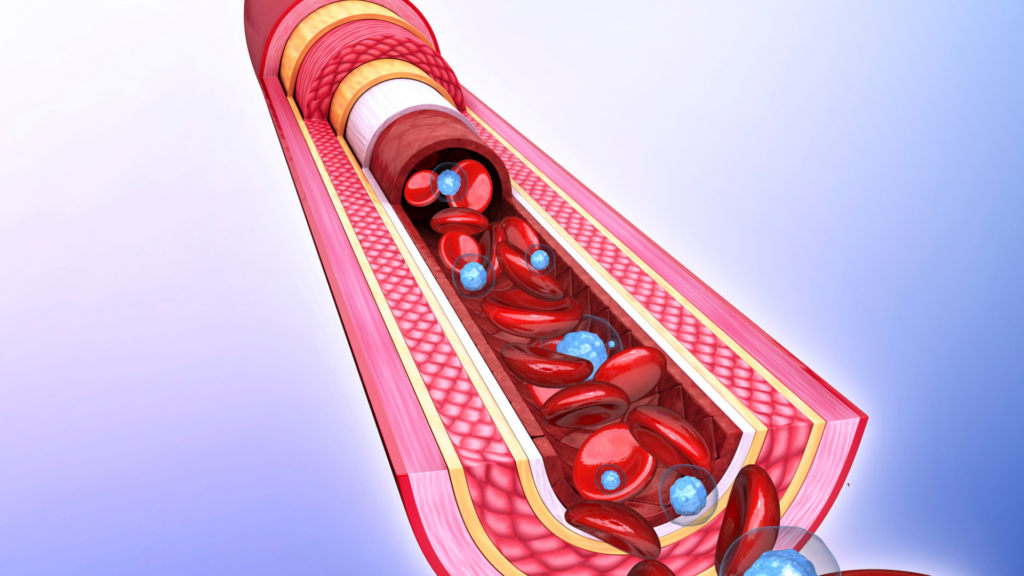 Blood Vessels